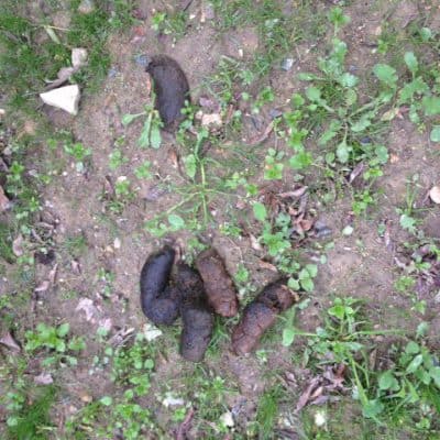 How do you say poop in French? Dog poop in France problem