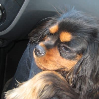 A dog’s perspective: Dagny takes over the blog