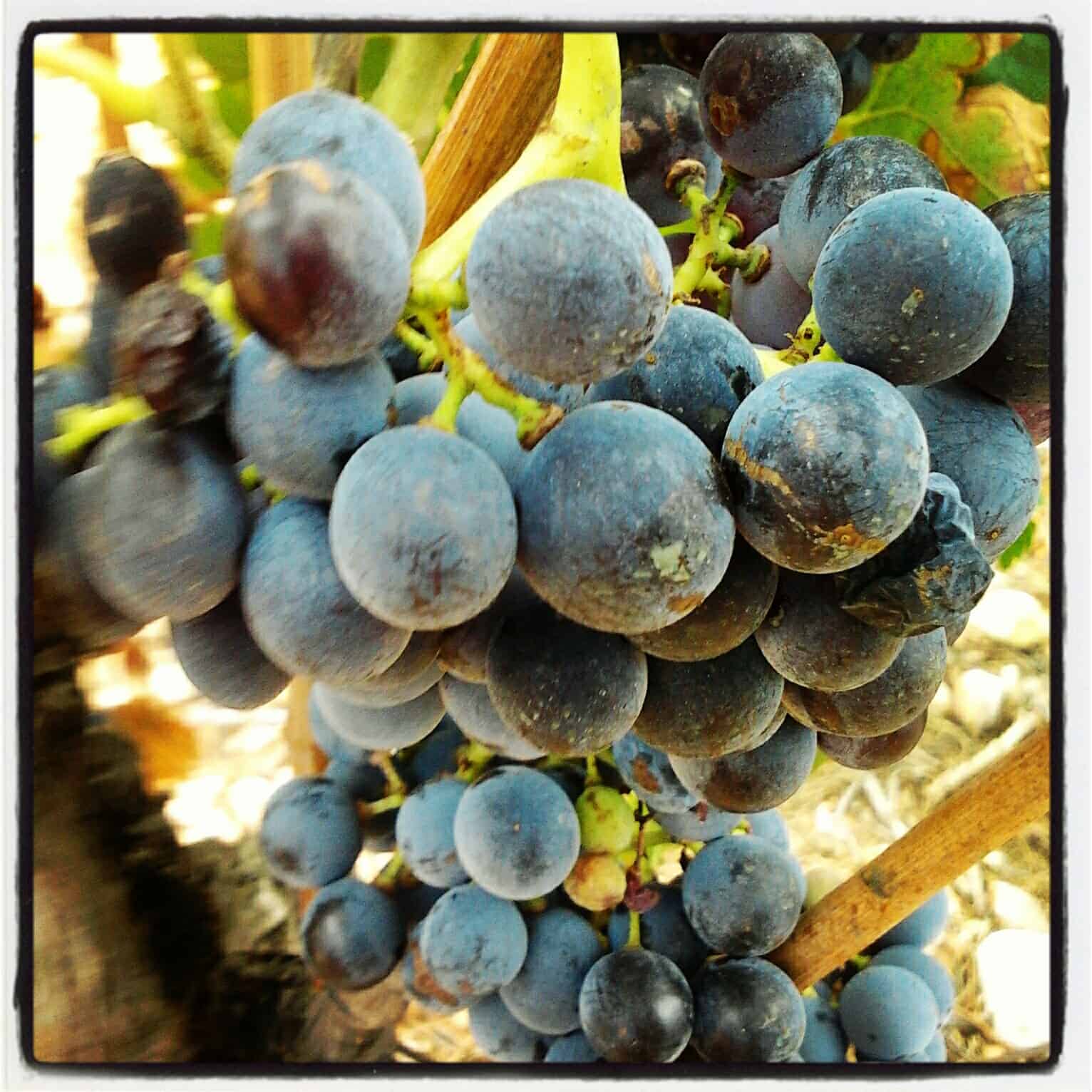 South of France wine tour