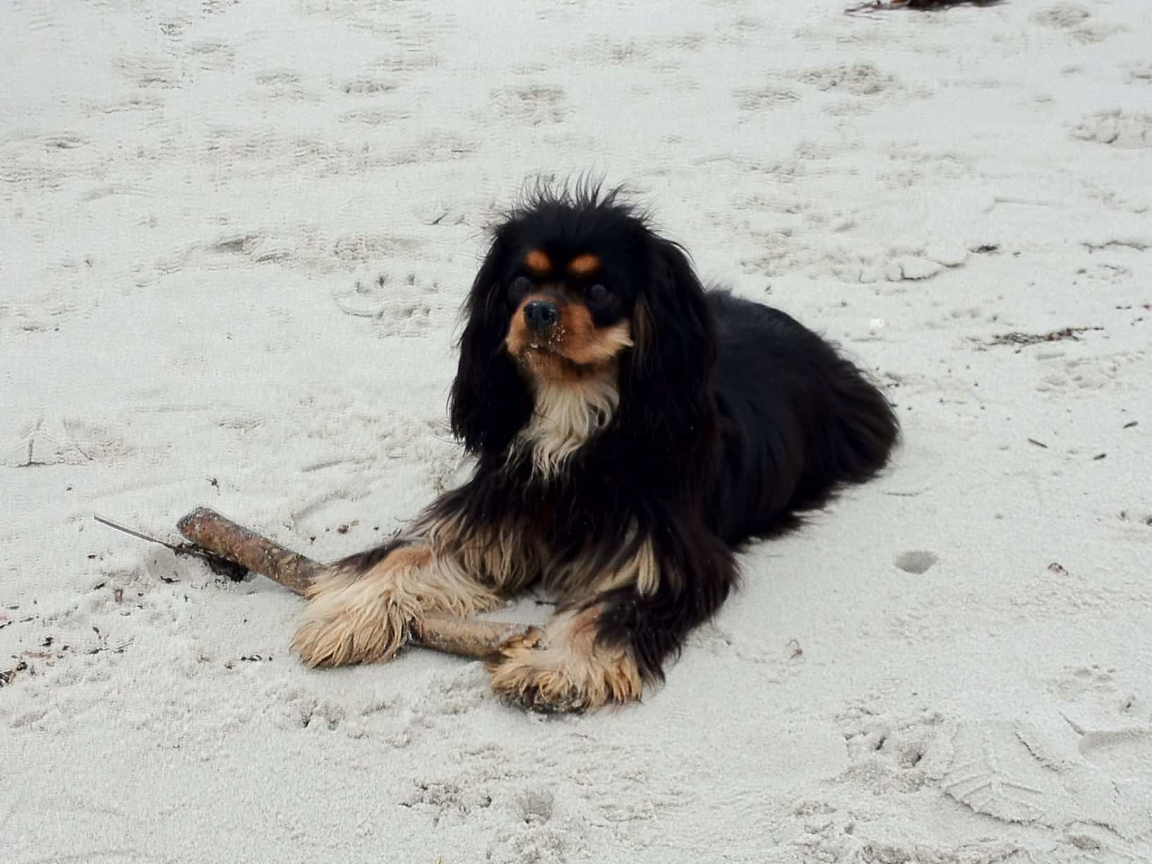 Dagny the Cavalier King Charles spaniel in Brittany