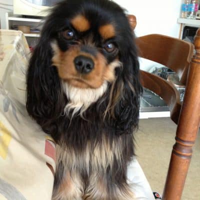 Why do dogs roll in dead animals and gross stuff? Let’s ask Dagny
