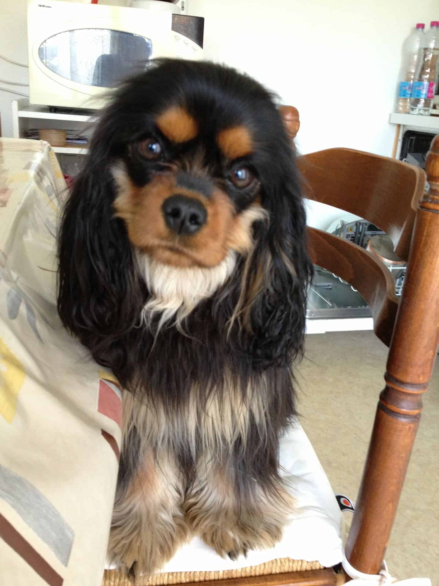 why do dogs roll in gross stuff