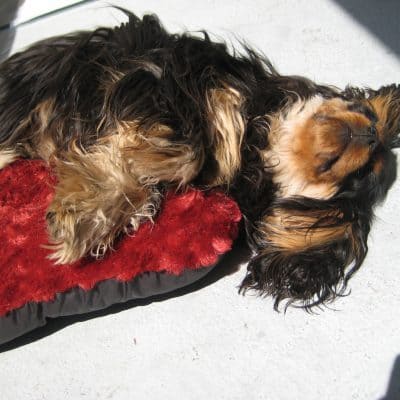 April pics of the month: Dagny enjoying spring #cavalierkingcharles