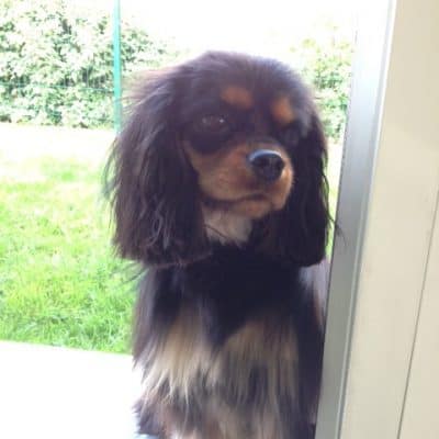 Animal communication: Yes, my dog can talk