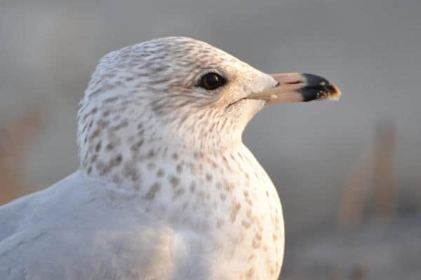 seagull