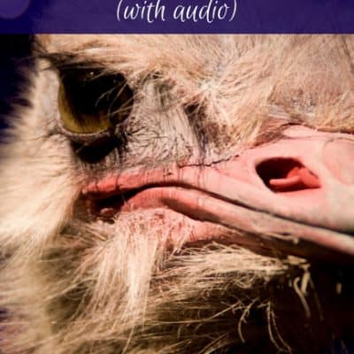 Listen to these French animal sounds that are NOT the same in English (AUDIO)