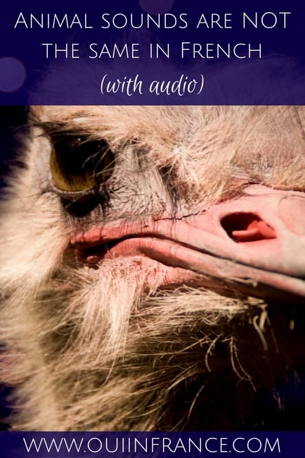 Animal sounds are NOT the same in French {with audio}