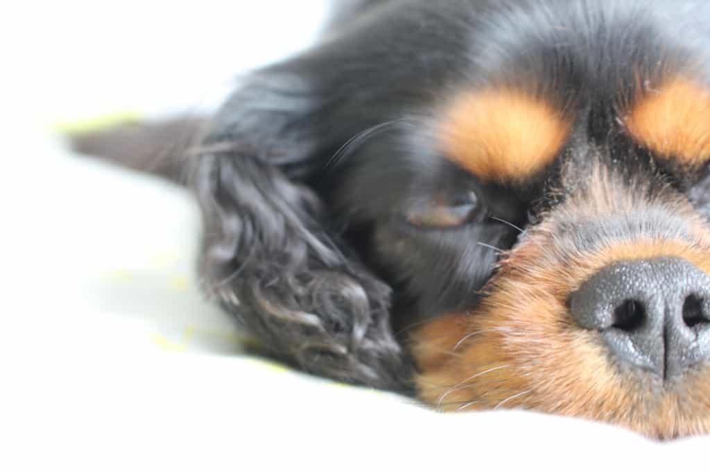 Dagny Cavalier King Charles sleeping