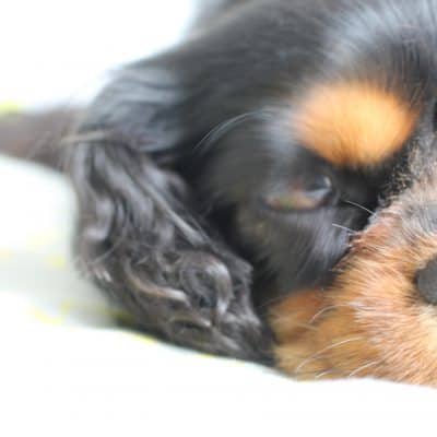 When a dog walks toward an oncoming bus…