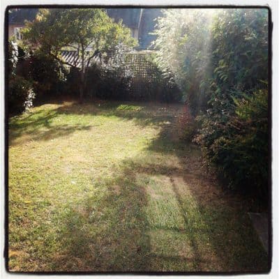 The pesky neighborhood cats and their poop