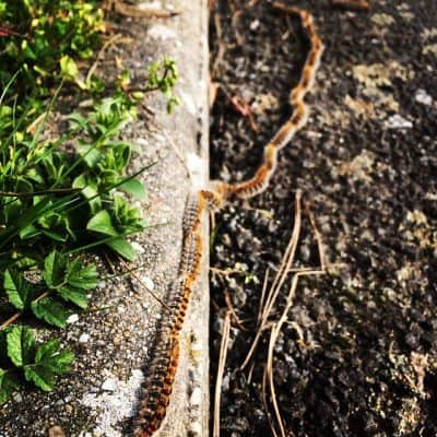 Dangers of pine processionary caterpillars in France for dogs