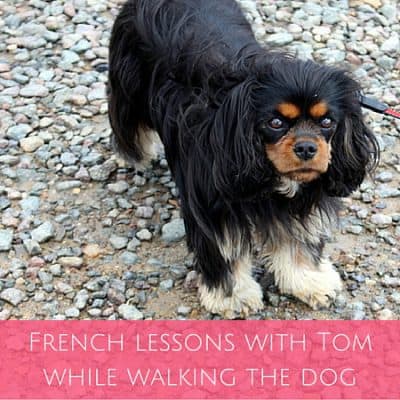 French lessons with Tom while walking the dog… no your dog isn’t a pervert!