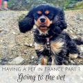 Having a pet in France Part 1-