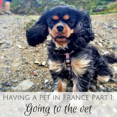 Having a pet in France Part 1: Going to the vet