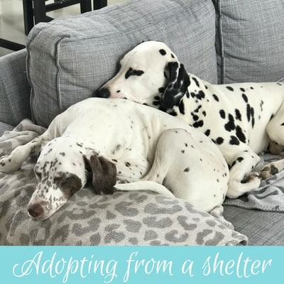Having a pet in France Part 2: Adopting from a shelter