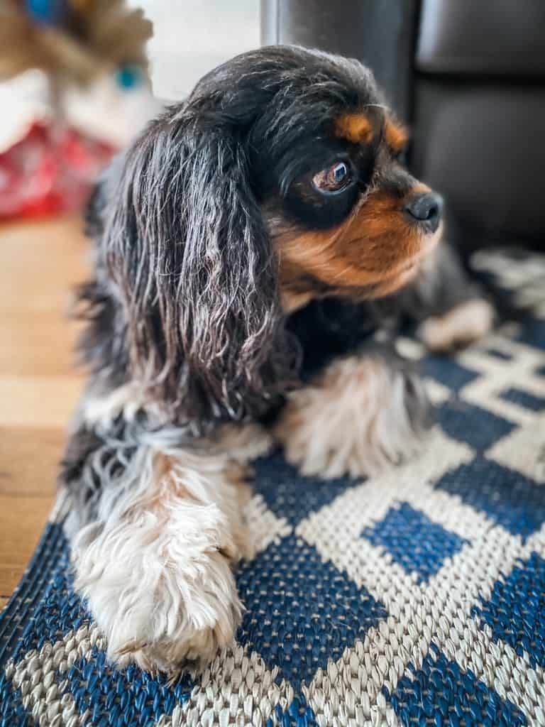 dagny at christmas
